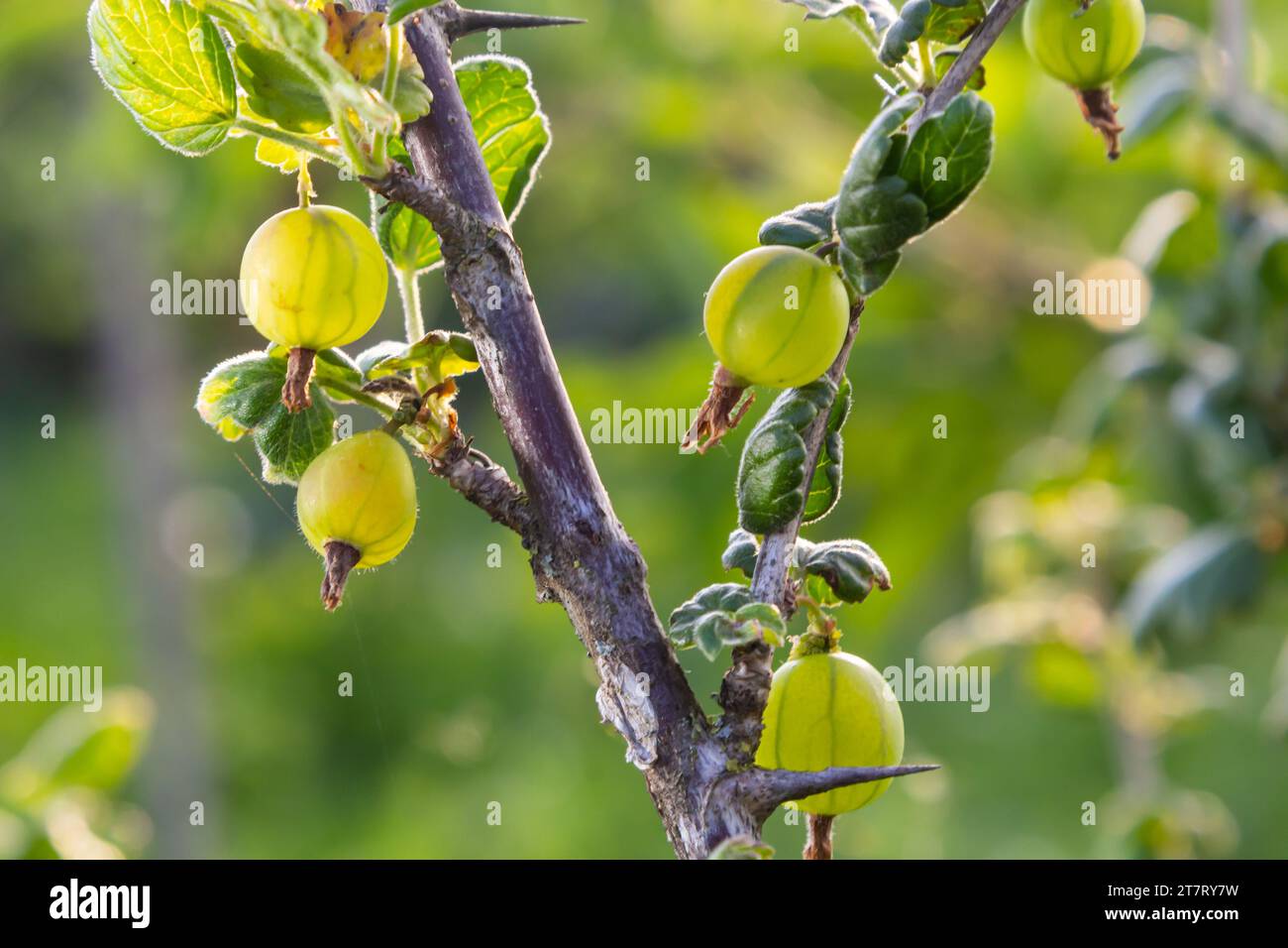 Frische, grüne Stachelbeeren. Grüne Beeren close-up auf einem Stachelbeere Zweig. Junge Stachelbeeren im Obstgarten auf einem Strauch. Stachelbeeren im Obstgarten. Stockfoto