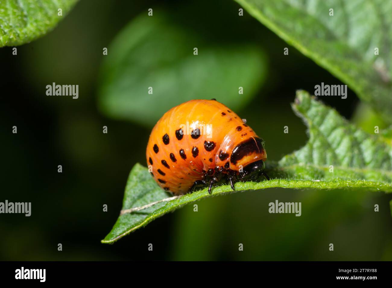 Der Kartoffelanbau wird durch Larven und Käfer des Colorado-Kartoffelkäfers Leptinotarsa decemlineata, auch bekannt als Colorado-Käfer, der Ten-st, zerstört Stockfoto