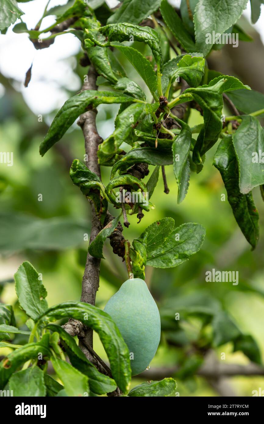 Pflaumenzweig mit zerknitterten Blättern, befallen von schwarzer Blattläuse und Spinnennetz. Pflaumenblattläuse, schwarze Fliege auf Obstbäumen, schwere Schäden durch Gartenschädlinge. Wählen Sie Stockfoto
