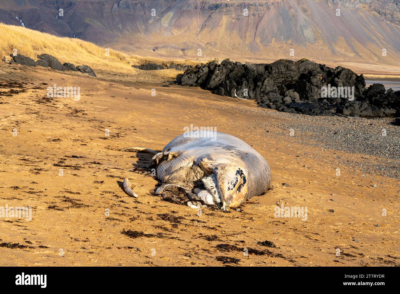 Toter Wal auf der Snaefellsnes-Halbinsel Island Stockfoto