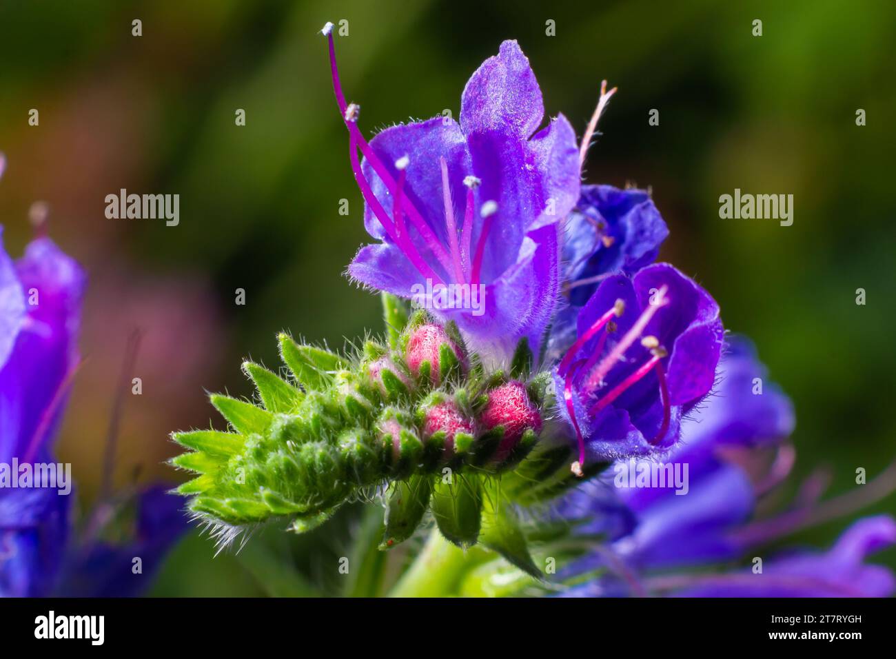 Echium vulgare, Viper-Bugloss, Blauweed. Sammeln Sie Pollen auf der Wiese. Stockfoto