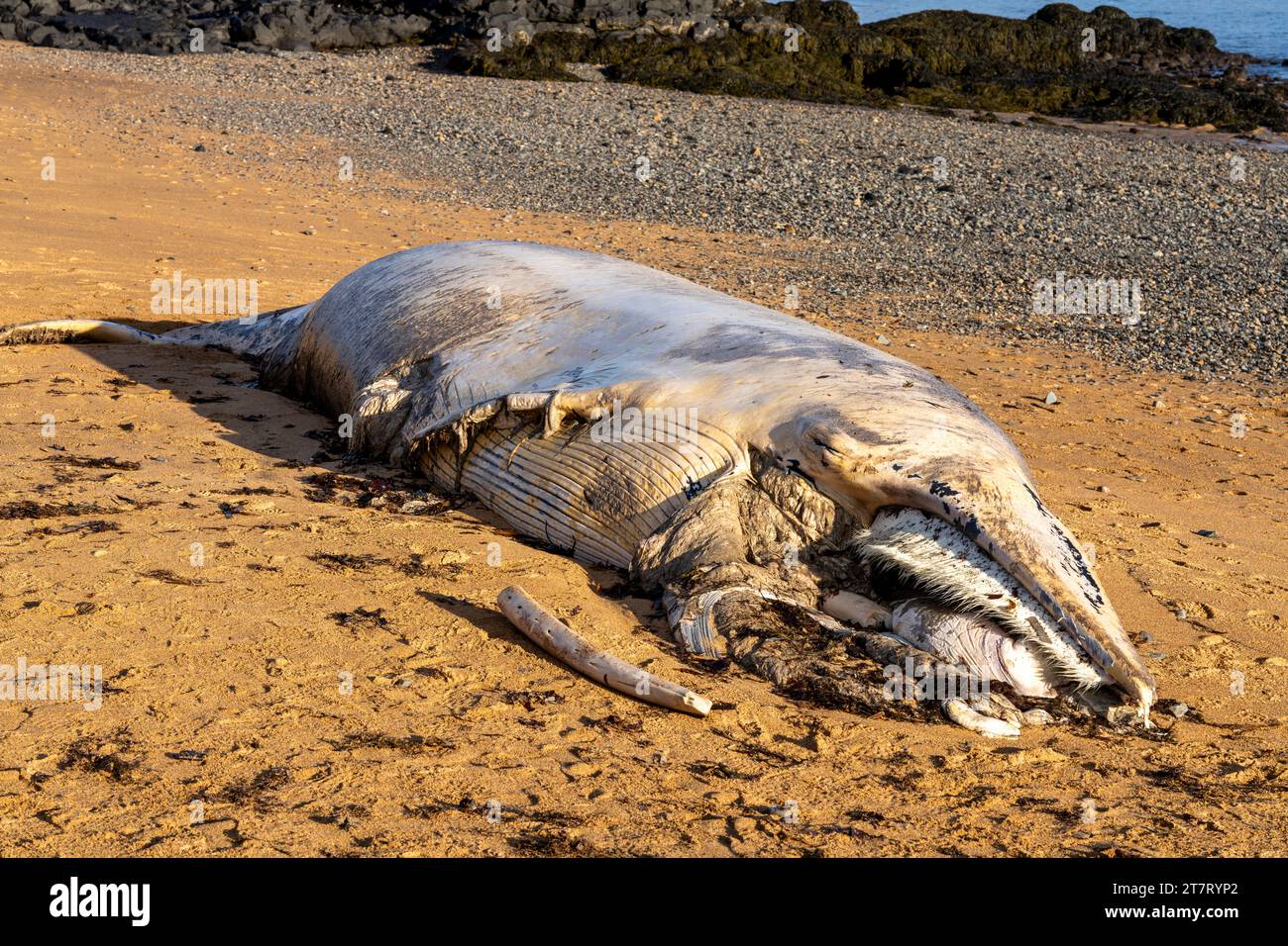Toter Wal auf der Snaefellsnes-Halbinsel Island Stockfoto