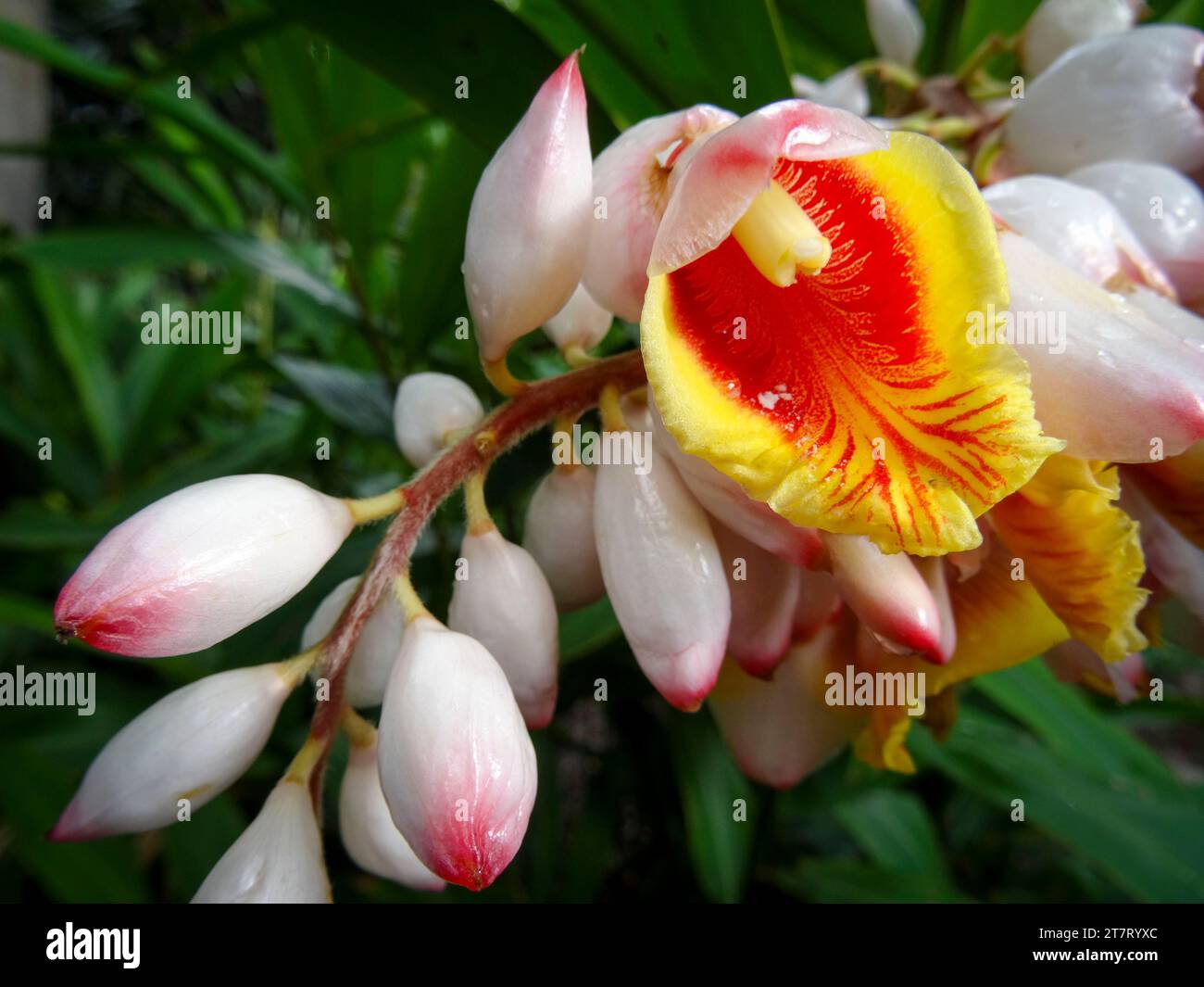 Natürliches Nahaufnahme blühendes Pflanzenporträt der atemberaubenden Pachira Aquatica, blühend. Hohe Auflösung Stockfoto