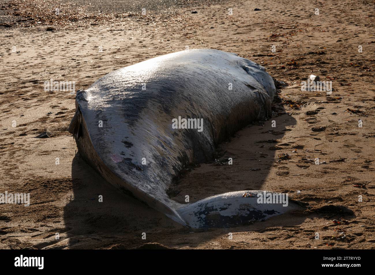 Toter Wal auf der Snaefellsnes-Halbinsel Island Stockfoto