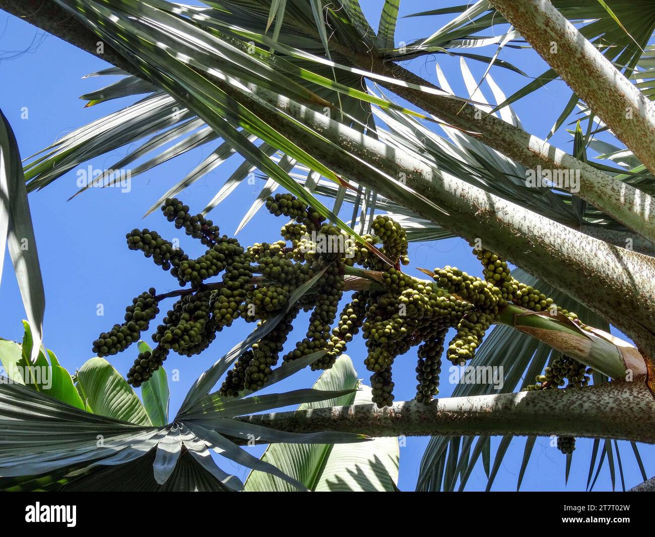 Natürliche Nahaufnahme Pflanzenporträt von Bismarkia Nobilis, Blättern und Früchten, in herrlicher warmer Sonne Stockfoto