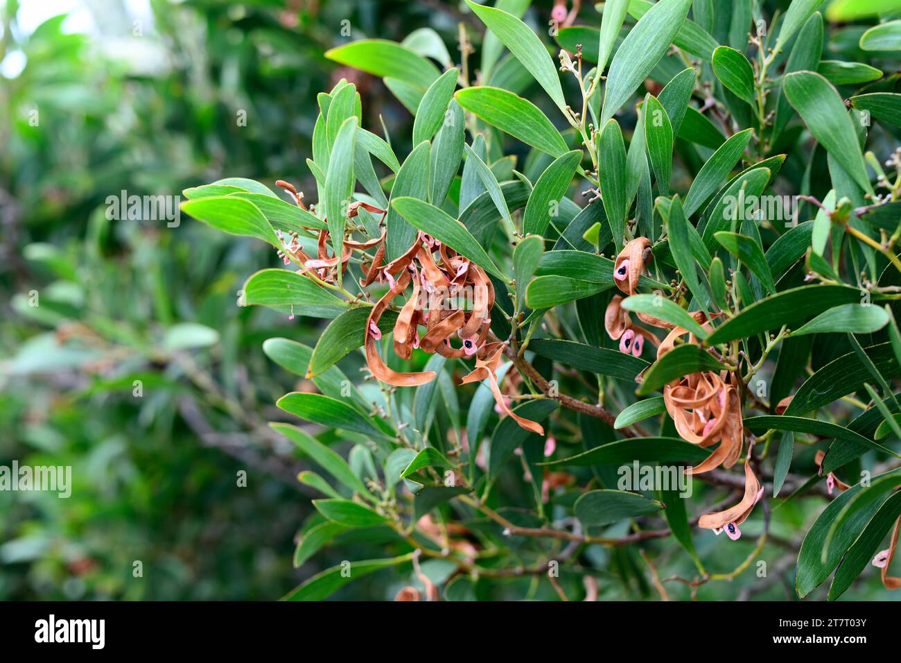Langblättrige Wettle (Acacia longifolia) ist ein immergrüner Sträucher oder kleiner Baum, der im Südosten Australiens beheimatet ist und in Portugal und Süd-Afri eingebürgert wurde Stockfoto