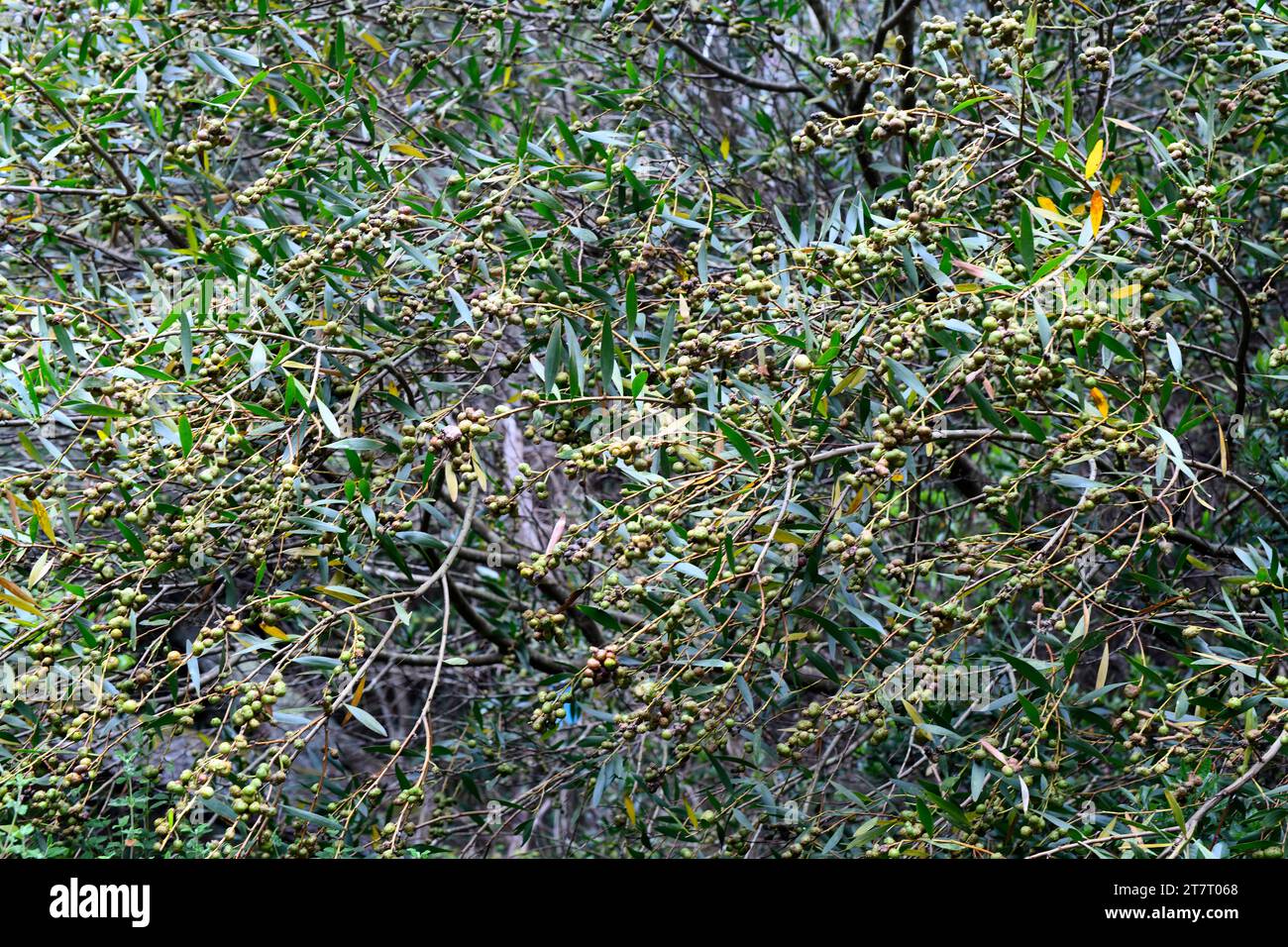 Galle eines Kalkwespenparasiten (Trichilogaster acaciaelongifoliae) der Langblättrige. Langblättrige Wassernessel (Acacia longifolia) ist ein immergrüner Sch Stockfoto