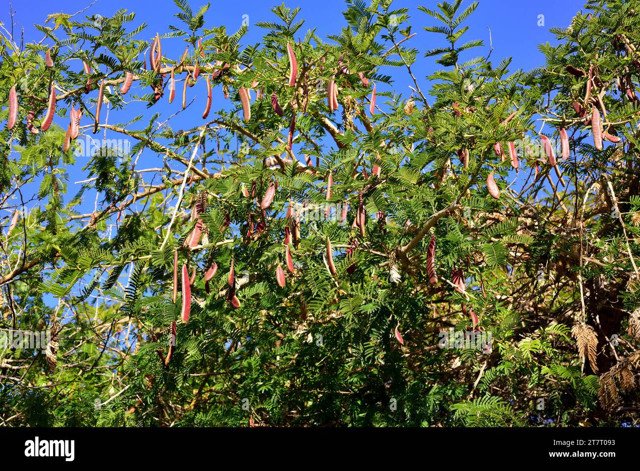 Paperbark-Dorn (Acacia sieberiana oder Vachellia sieberiana) ist ein medizinischer und giftiger Baum, der in der Region südlich der sahara beheimatet ist. Früchte und Blätter Detail. Stockfoto