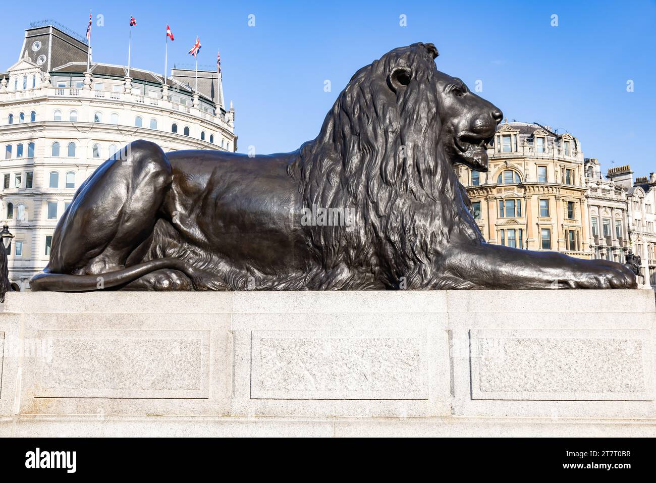 Einer der vier Löwen am Trafalgar Square, der die Nelson-Säule umgibt, wird gemeinhin als „Landseer Lions“ bezeichnet Stockfoto