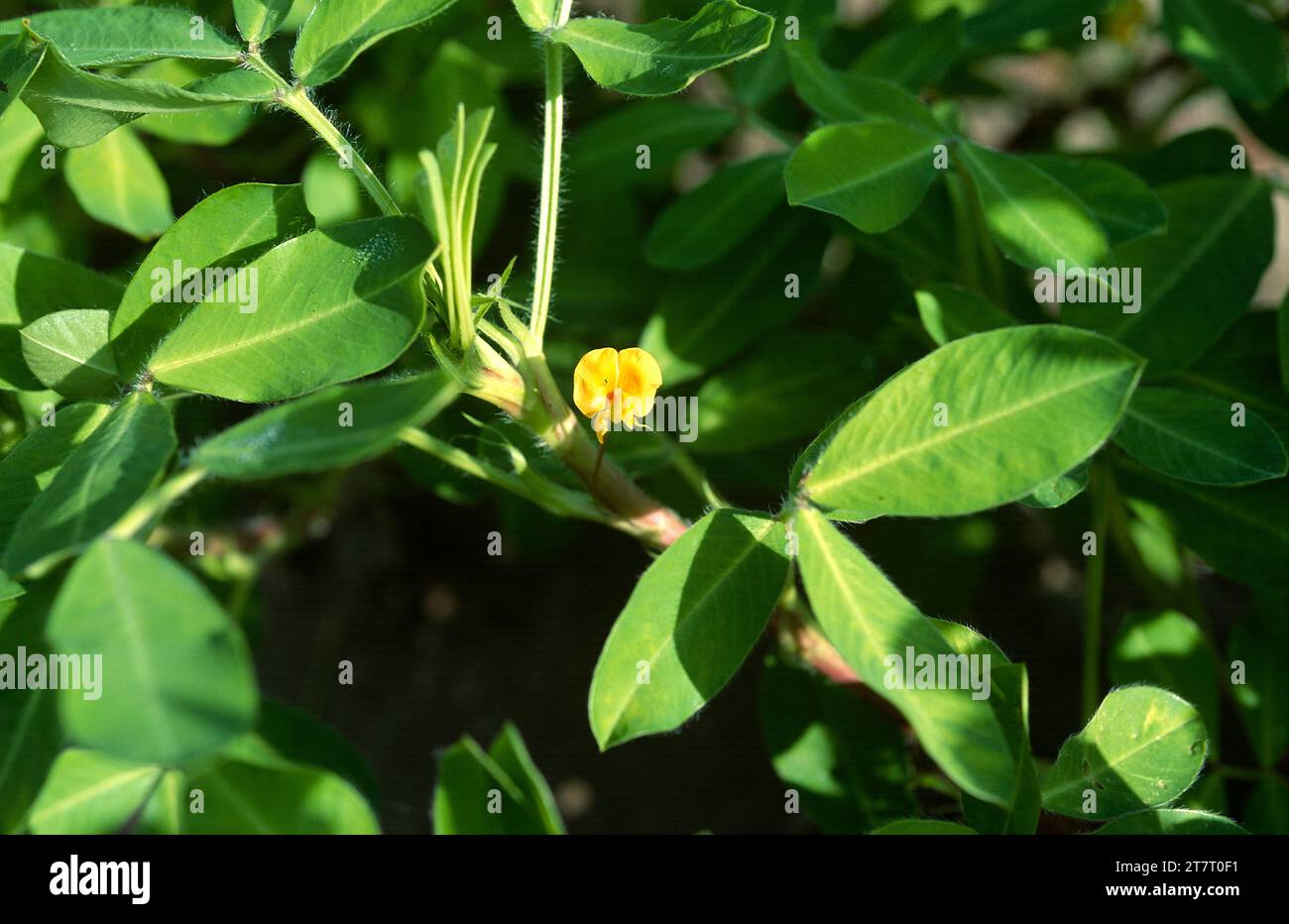 Erdnuss (Arachis hypogea) ist eine einjährige Pflanze, die in Südamerika beheimatet ist und in vielen anderen Regionen wegen ihrer essbaren Samen angebaut wird. Blume und Blätter Detai Stockfoto