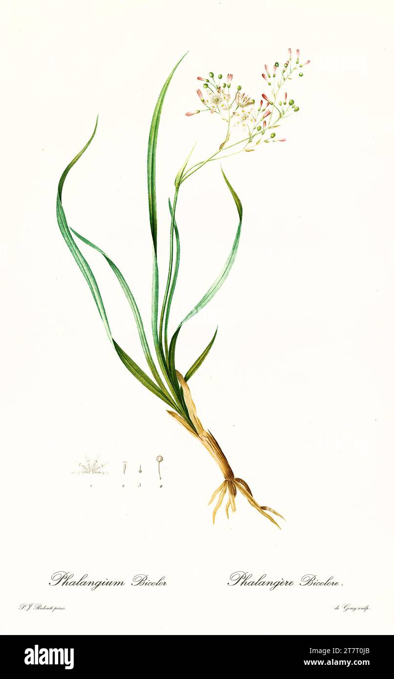 Alte Illustration von Kerry Lily (Simethis mattiazzii). Les Liliacées, von P. J. Redouté. Impr. Didot Jeune, Paris, 1805 - 1816 Stockfoto