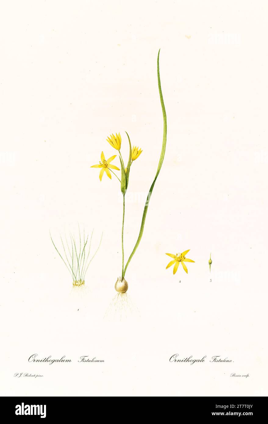 Alte Illustration von Narcissus incomparabilis. Les Liliacées, von P. J. Redouté. Impr. Didot Jeune, Paris, 1805 - 1816 Stockfoto