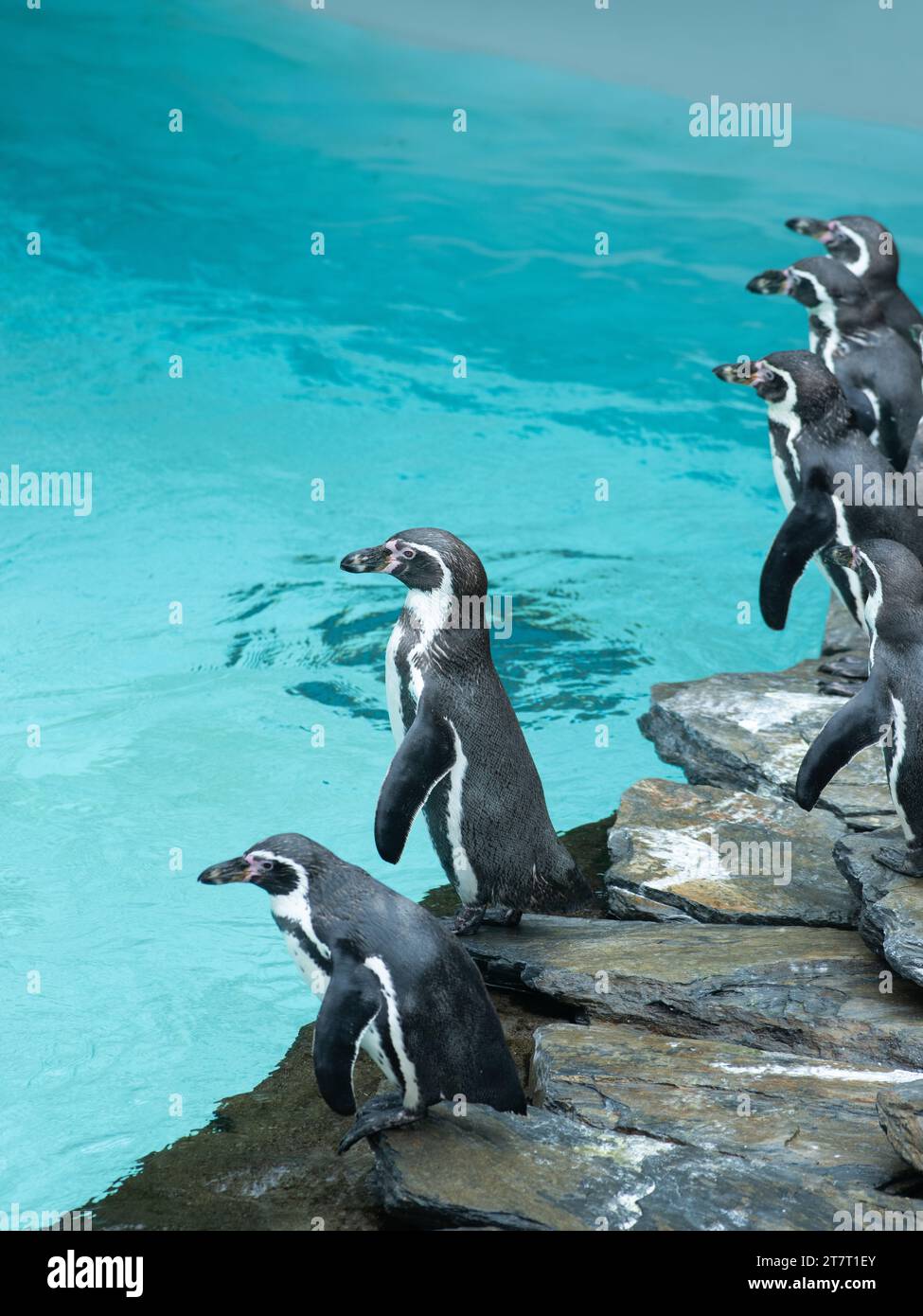Stehender Pinguin auf dem Hintergrund des Poolpinguins Stockfoto