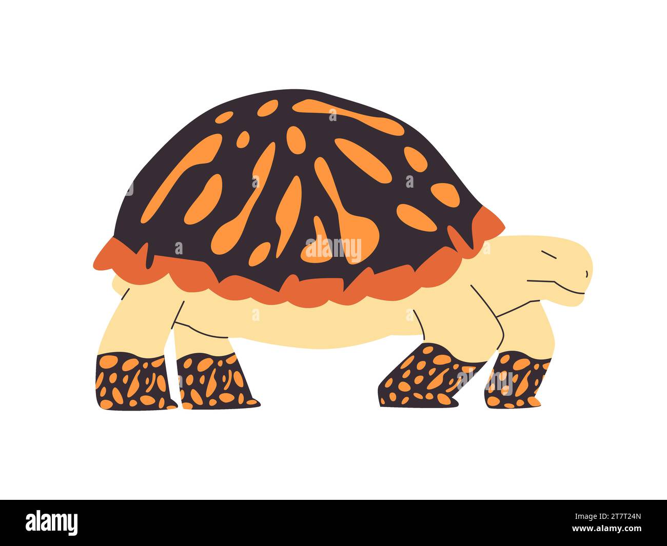 Verzierte Kastenschildkröte in schwarzer Farbe und orangenem Punkt wilde Naturtiere langsamer Spaziergang mit Muscheln Stock Vektor