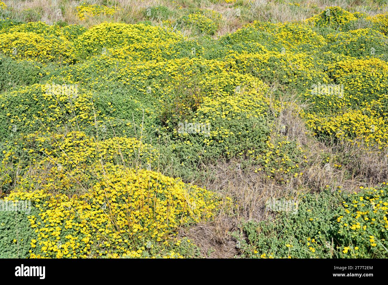 Kretisches Trefoil (Lotus creticus) ist ein ausdauerndes Kraut, das an den Küsten des Mittelmeerbeckens heimisch ist. Dieses Foto wurde in Castelldefels, Barcelona, Katalonien aufgenommen Stockfoto