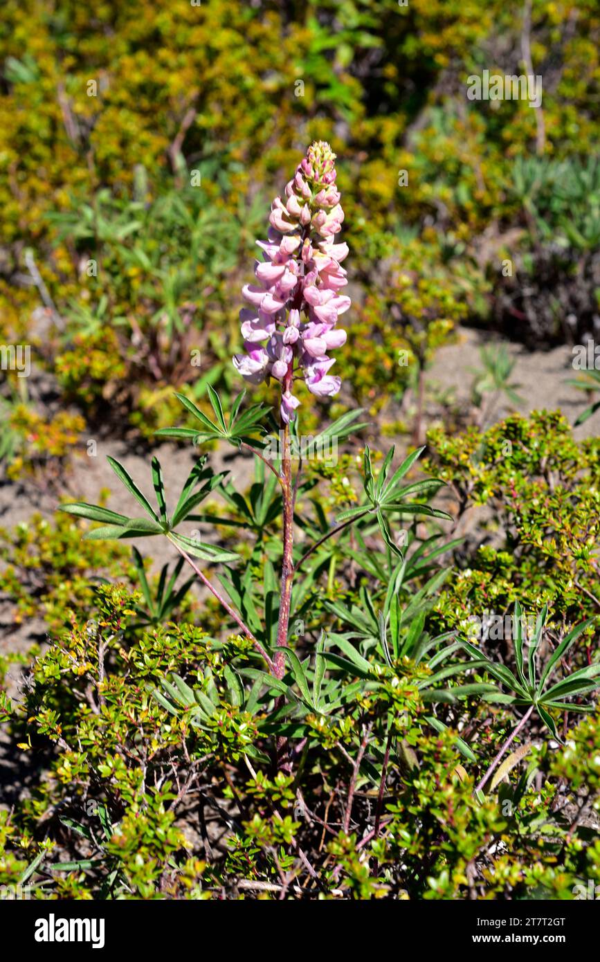 Lupinus polyphyllus ist ein mehrjähriges Kraut, das im Nordwesten Amerikas beheimatet und in Südamerika und Europa eingebürgert ist. Dieses Foto war Stockfoto