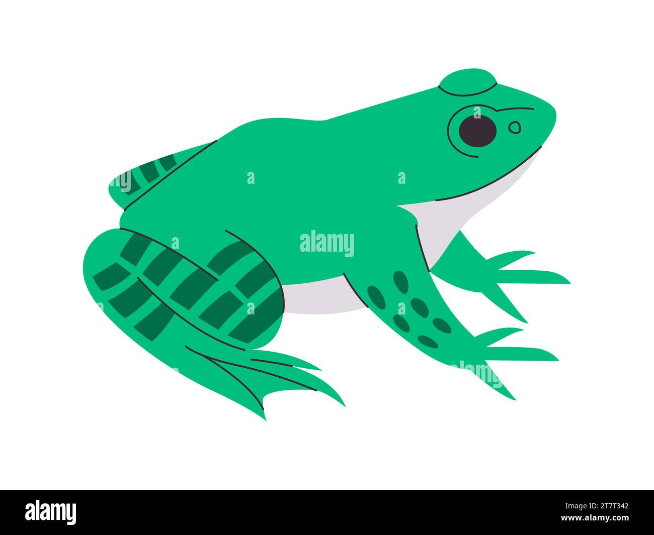 Grüne Farbe Froschumgebung wilde Natur Amphibien klebriges kleines Tier und schleimige Haut Stock Vektor