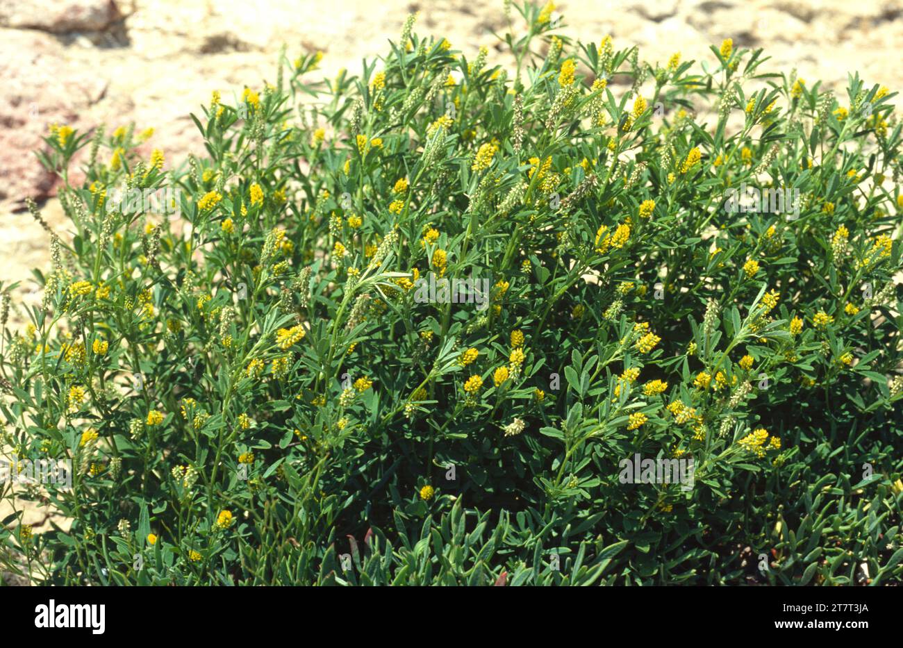 Süßklee (Melilotus indicus) ist eine einjährige oder zweijährige Pflanze, die in Eurasien und Nordafrika beheimatet ist. Stockfoto