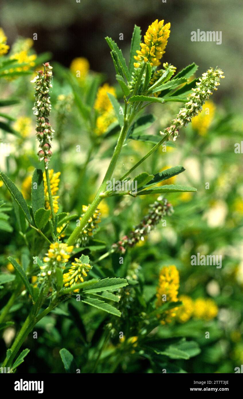 Süßklee (Melilotus indicus) ist eine einjährige oder zweijährige Pflanze, die in Eurasien und Nordafrika beheimatet ist. Stockfoto