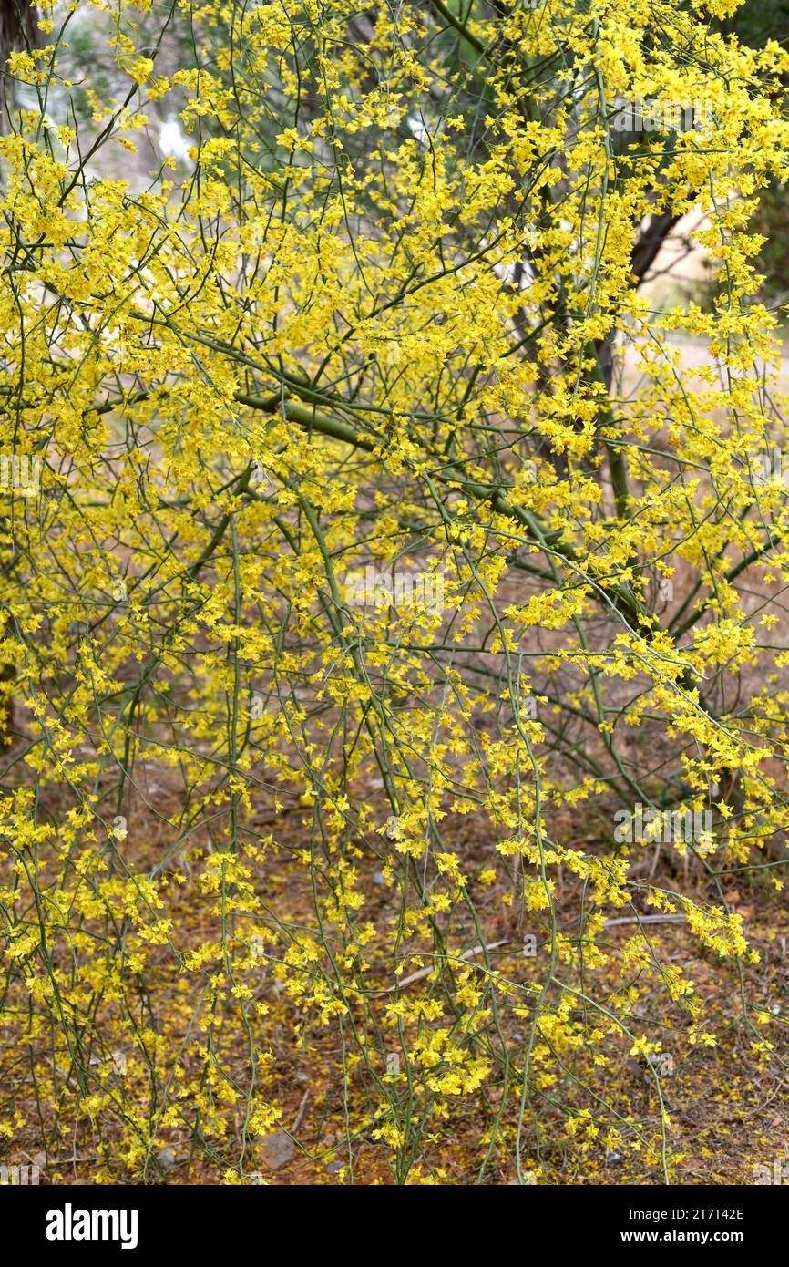 Cercidium floridum fabaceae Fotos und Bildmaterial in hoher Auflösung