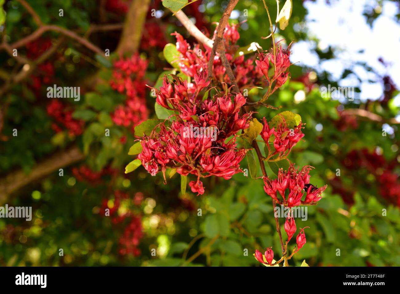 Die weinende bohne (Schotia brachypetala oder Schotia latifolia) ist ein Laubbaum, der im südlichen Afrika beheimatet ist. Blumendetail. Stockfoto