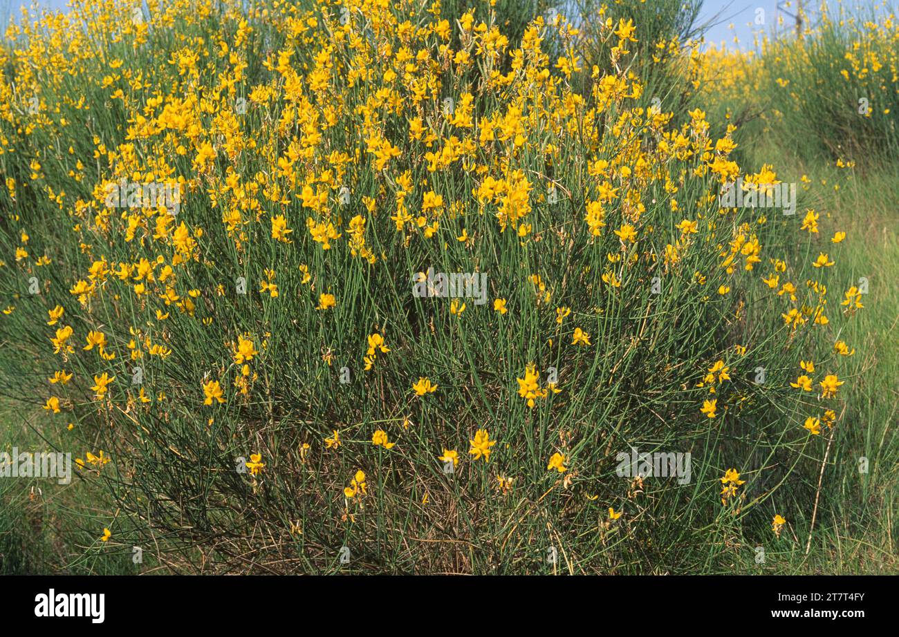 Der spanische Besen (Spartium junceum) ist ein aromatischer Laubstrauch, der im Mittelmeerbecken und im Südwesten Asiens beheimatet ist. Dieses Foto wurde in Cap de CR aufgenommen Stockfoto