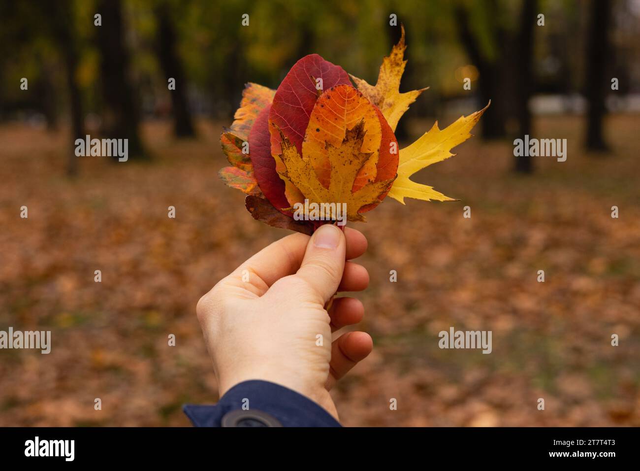 Herbstlaub in der Hand vor dem Hintergrund eines Herbstparks Stockfoto