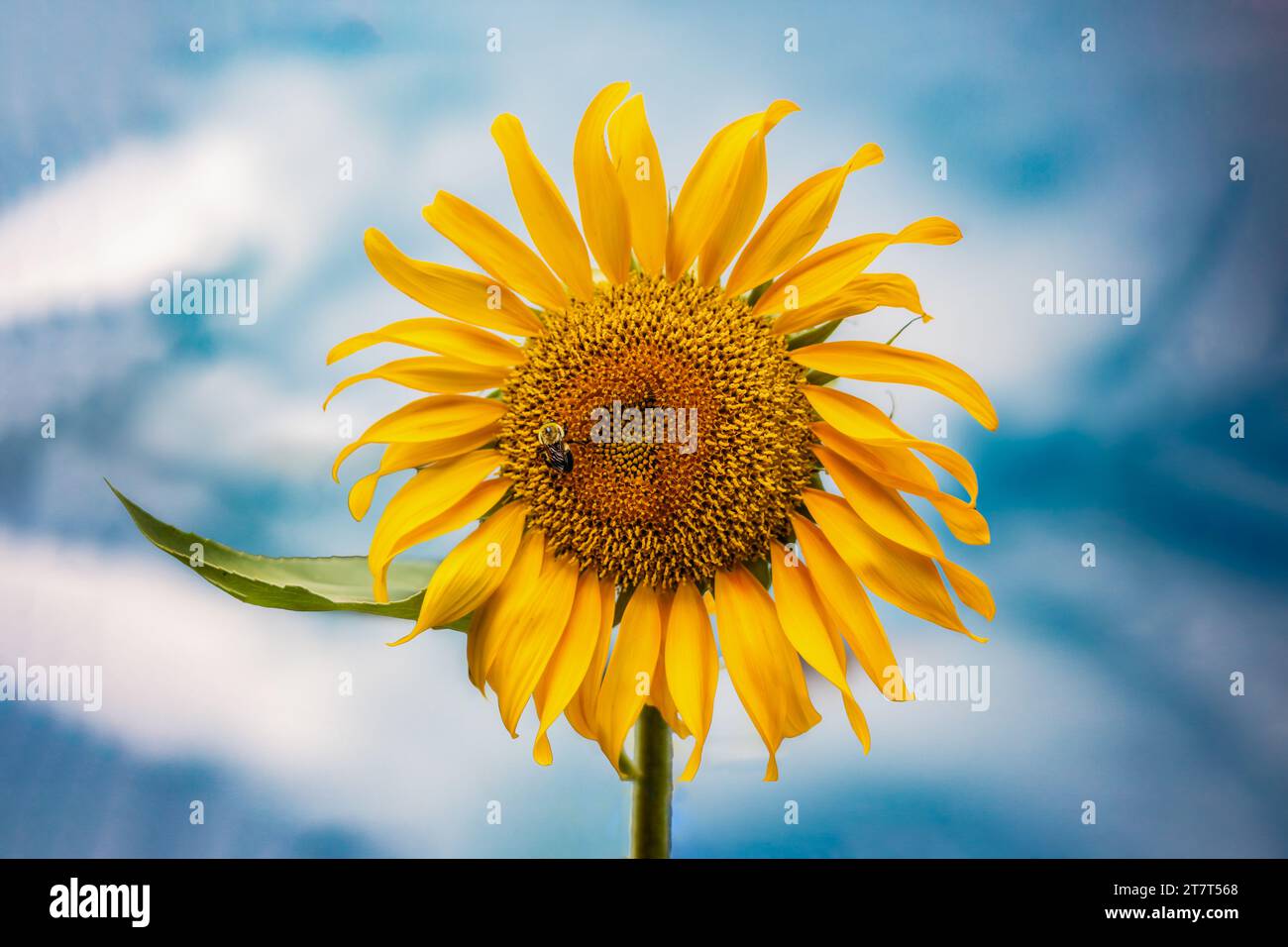 Sonnenblume mit Biene und blauem Himmel Stockfoto