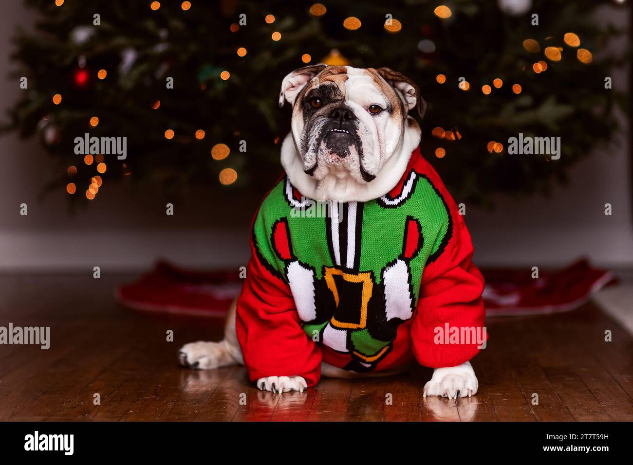 Englische Bulldogge im weihnachtspullover mit weihnachtsbaumlichtern Stockfoto