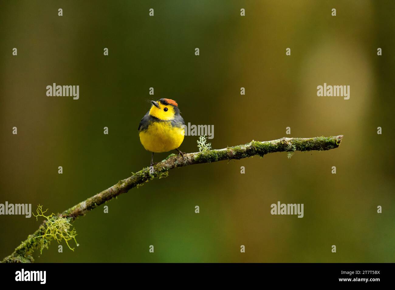 Redstart mit Kragen sitzt auf Mossy Branch Stockfoto