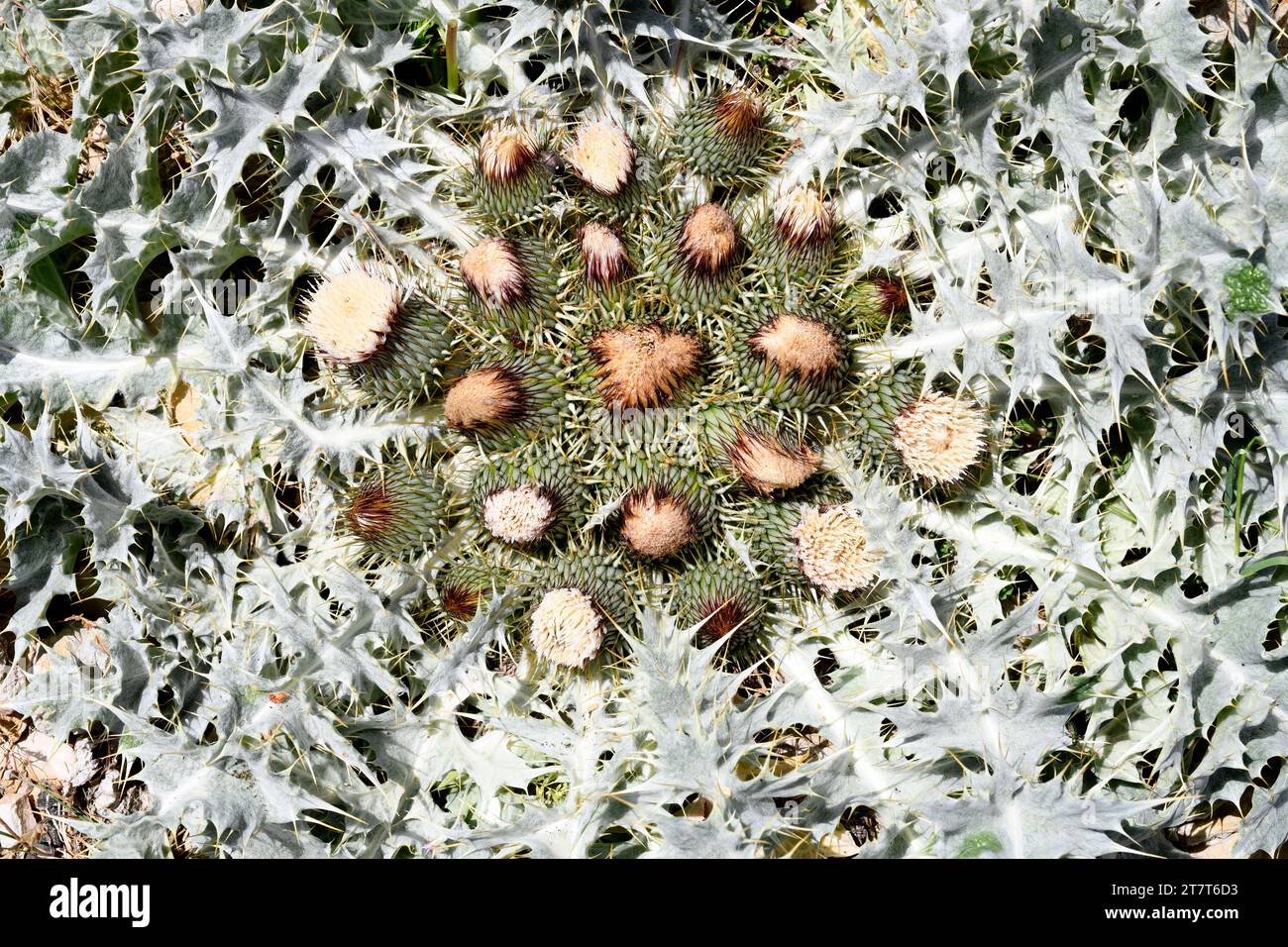 Cardo blanco (Onopordum acaulon) ist ein ausdauerndes Kraut, das im westlichen Mittelmeerraum beheimatet ist. Dieses Foto wurde in Els Ports, Tarragona, Katalonien, S aufgenommen Stockfoto