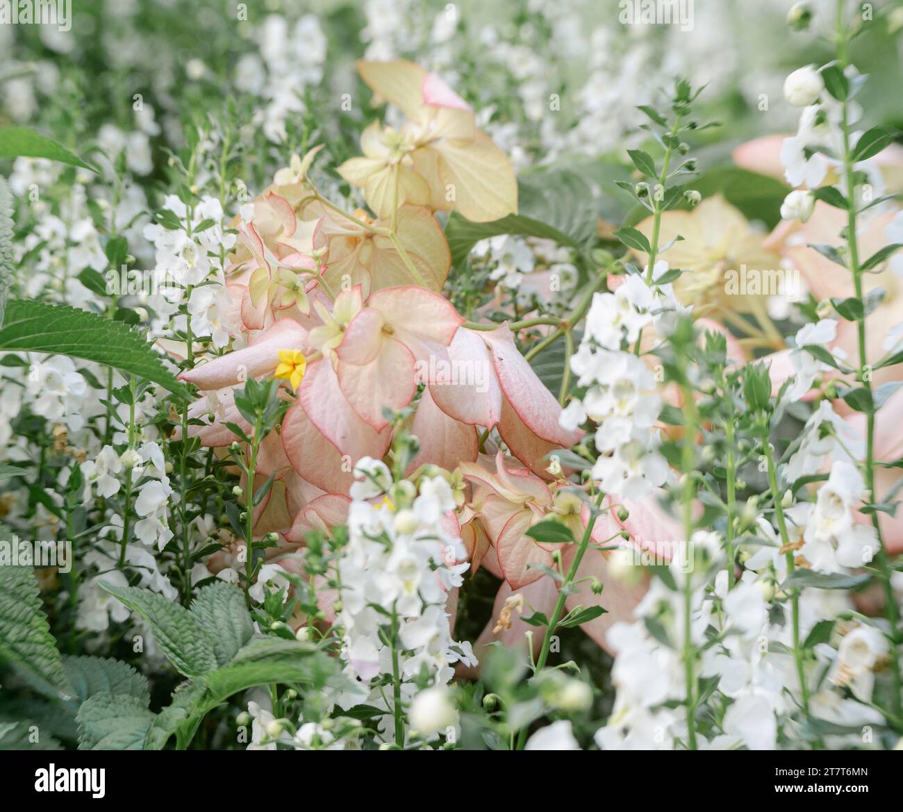Rosafarbene grüne weiße Gartenblumen Stockfoto
