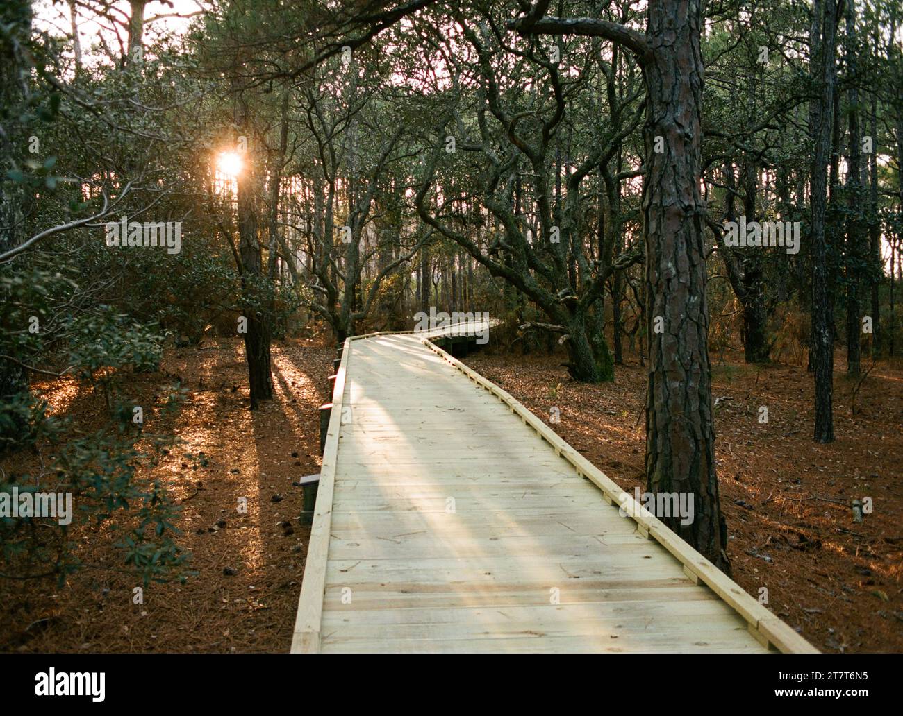 ADA Trail in Nags Head Woods North Carolina Stockfoto
