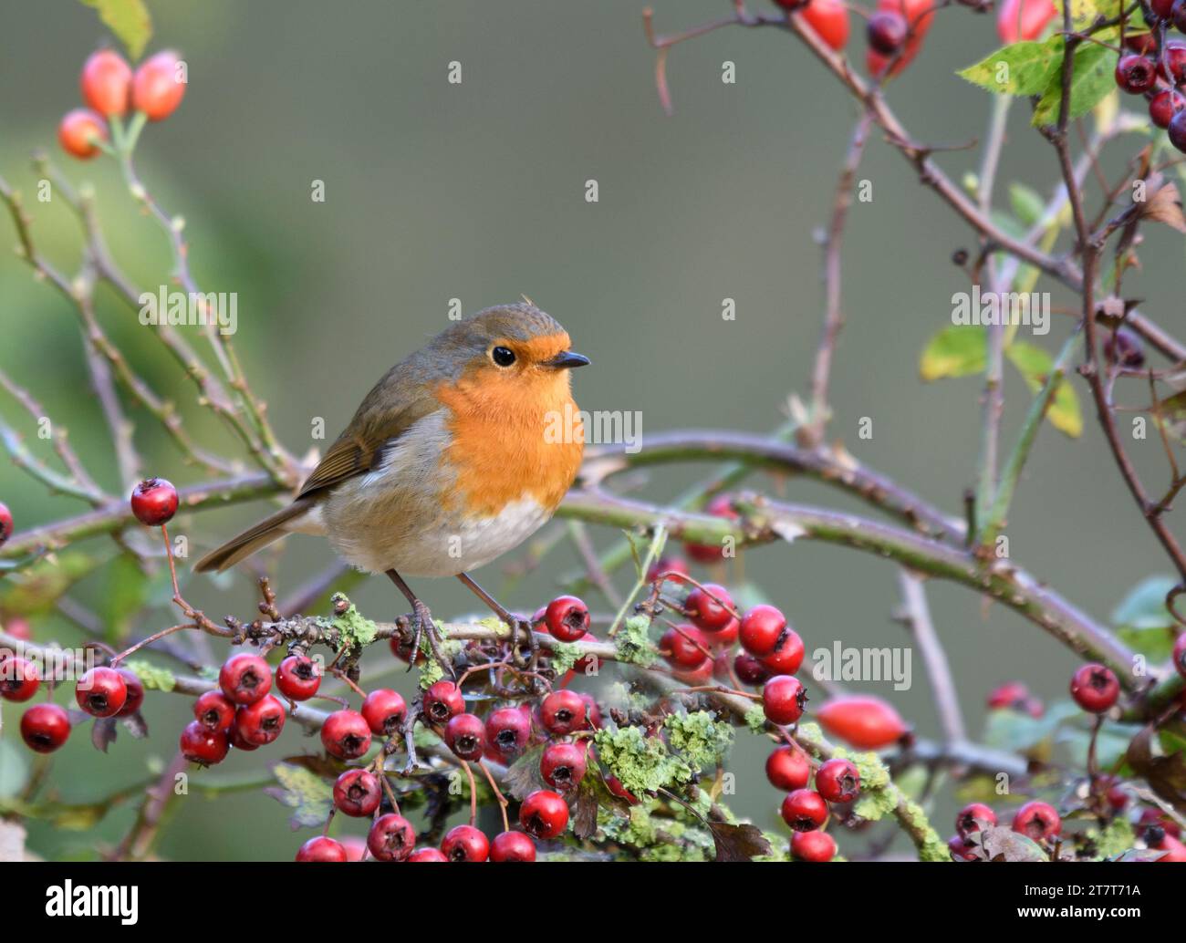Europäischer robin Erithacus rubecula, auf Rosenbriar mit Hüften und Weißdornbeeren, County Durham, England, UK, Oktober. Stockfoto