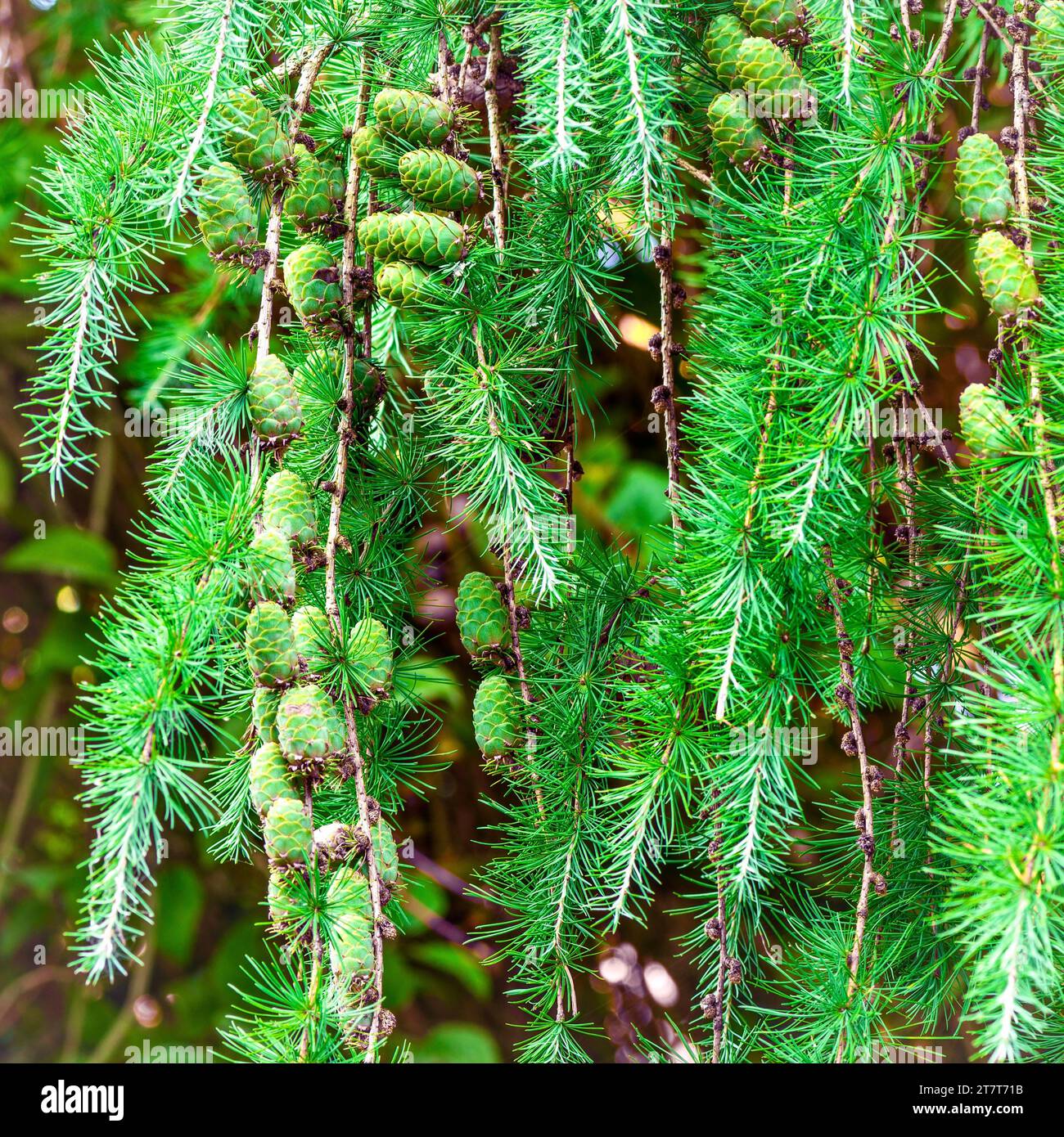Grüne Kegel auf den Ästen eines Nadelbaums im Wald, Polen. Stockfoto
