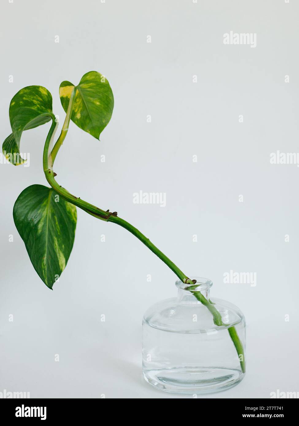 Pflanzenzüge in einer Wasservase Stockfoto