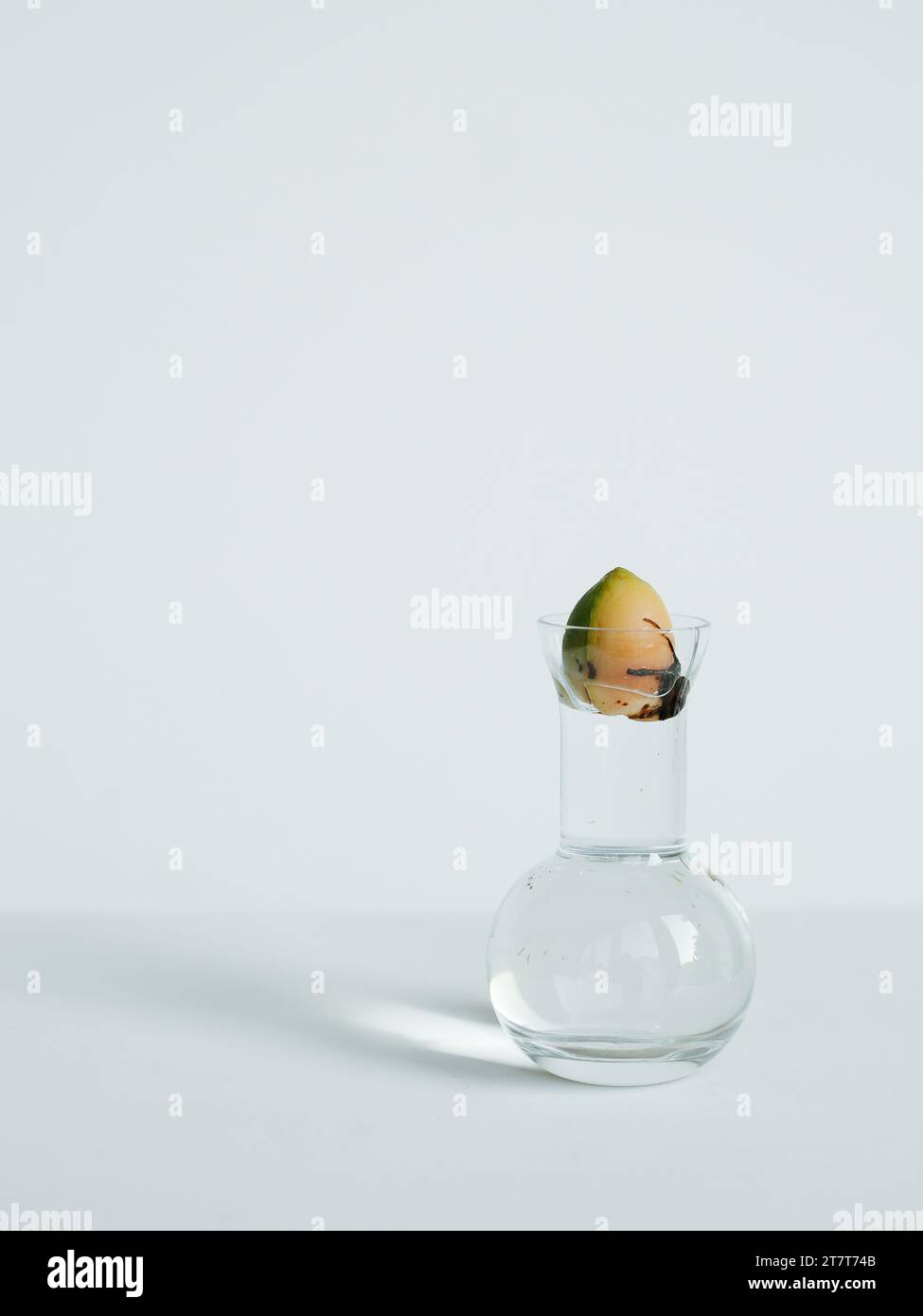 Einen Avocadostein in eine Vase Wasser werfen Stockfoto