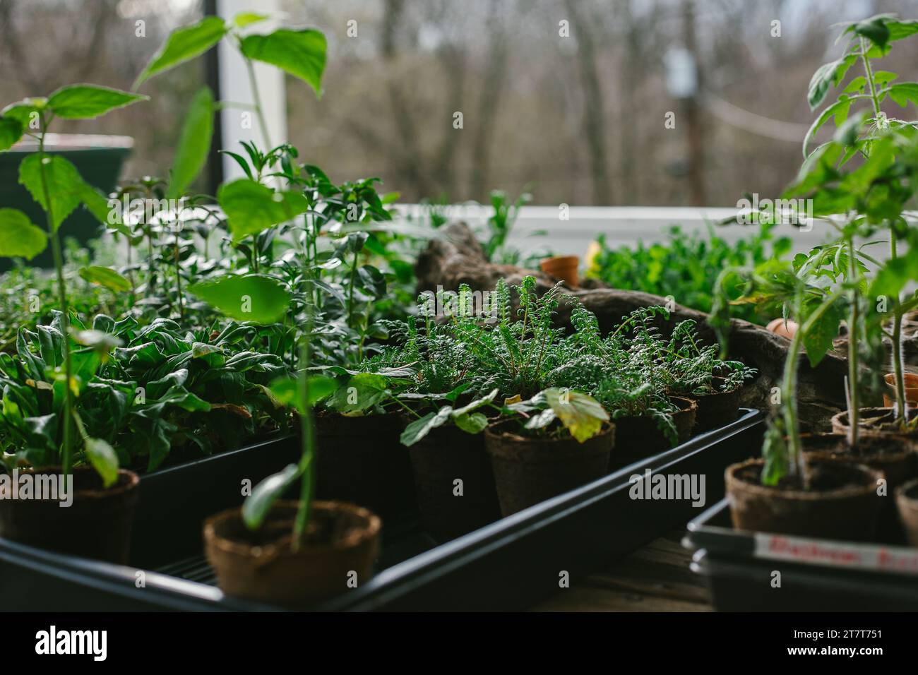 Der Garten wird vom Samen aus gestartet Stockfoto