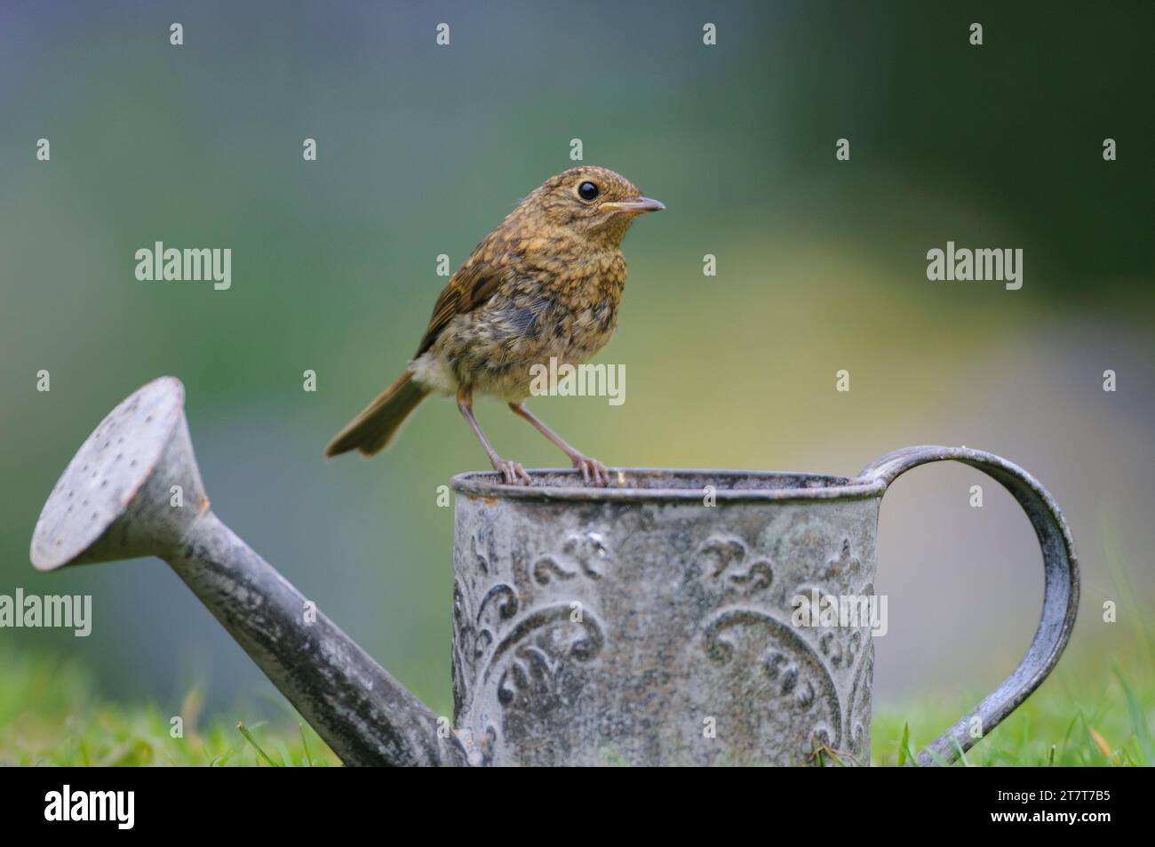 Europäischer robin Erithacus rubecula, Jungtier, der auf einer Wasserkanne für Kinder im Garten thront, County Durham, England, Großbritannien, August. Stockfoto