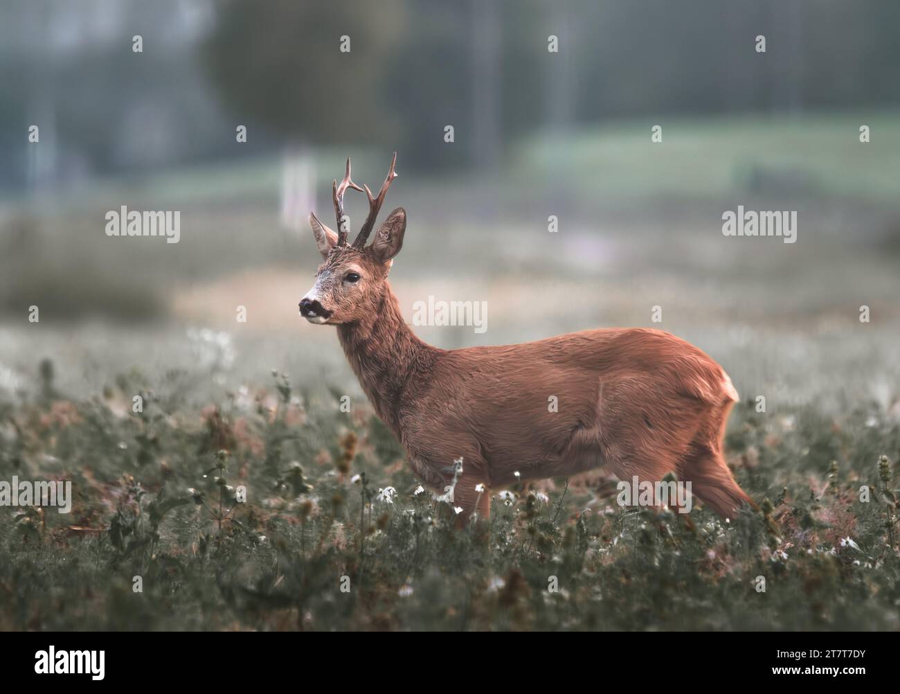 Rehbock steht an einem nebeligen Morgen auf einer Wiese Stockfoto