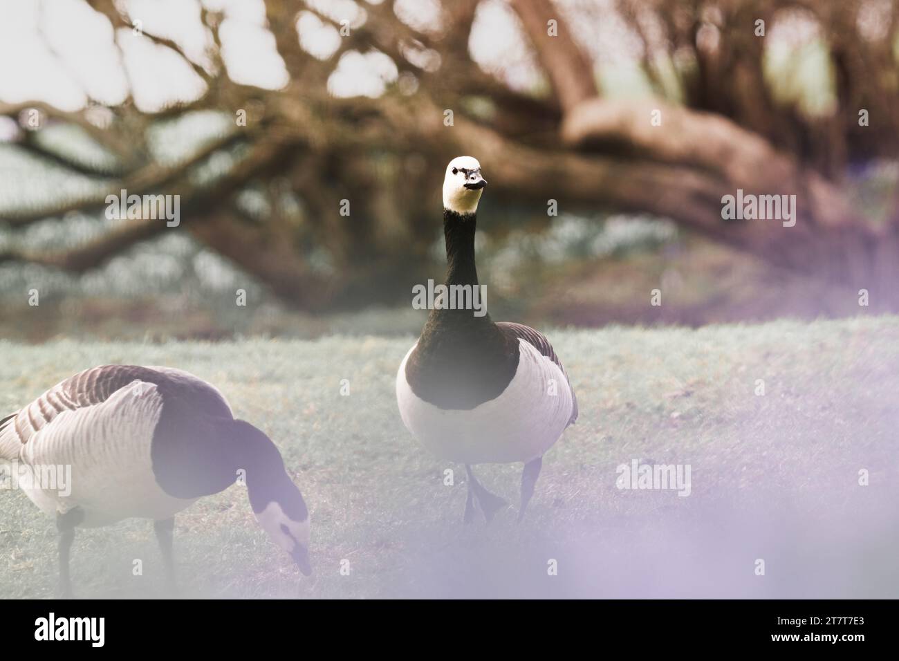 Ein paar kanadische Gänse steht im Gras Stockfoto