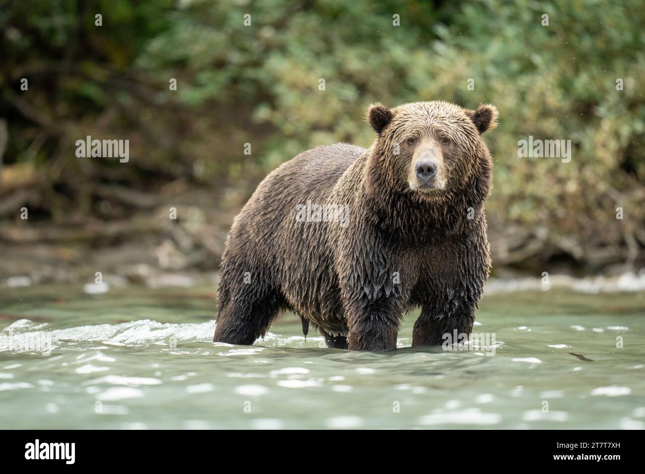 Coastal Brown Bear im Gletscher-Fed Lake in Alaska Stockfoto