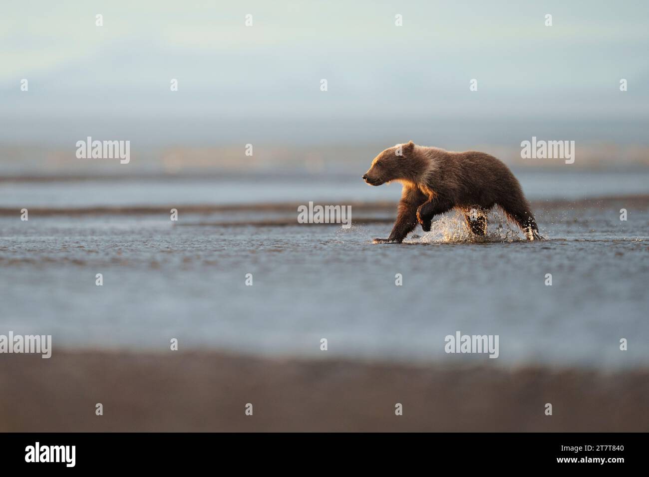 Braunbärenjunges des Jahres, das durch das Wasser läuft Stockfoto