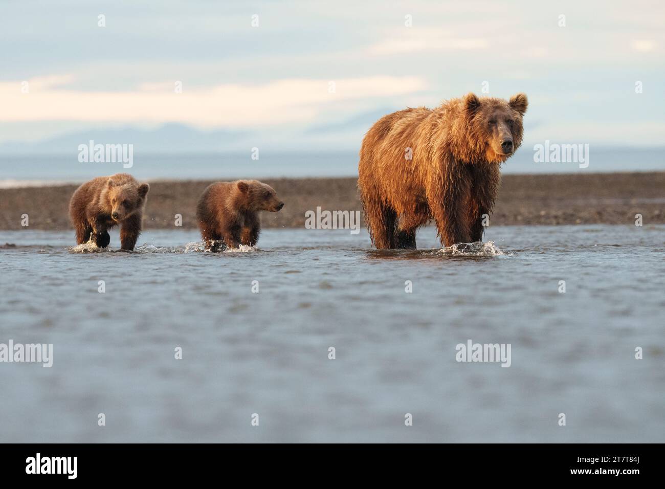 Braunbärensau mit zwei Jungen im Wasser Stockfoto