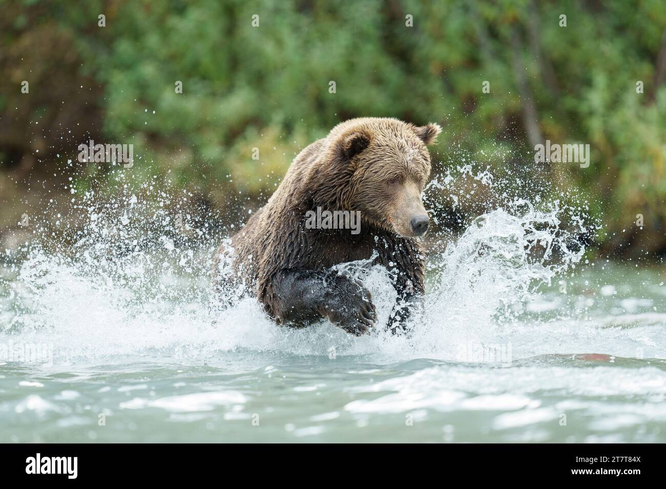 Brauner Bär (Grizzly), der für Lachs ausspringt Stockfoto