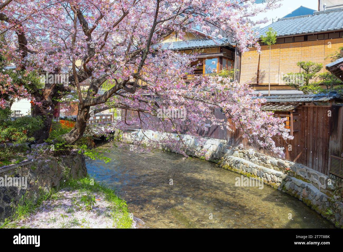 Kyoto, Japan - 2. April 2023: Shinbashi dori ist der Ort, an dem Gion-Ochaya Teehäuser nebeneinander auf der Straße stehen, verbunden mit dem Betrieb von Shir Stockfoto