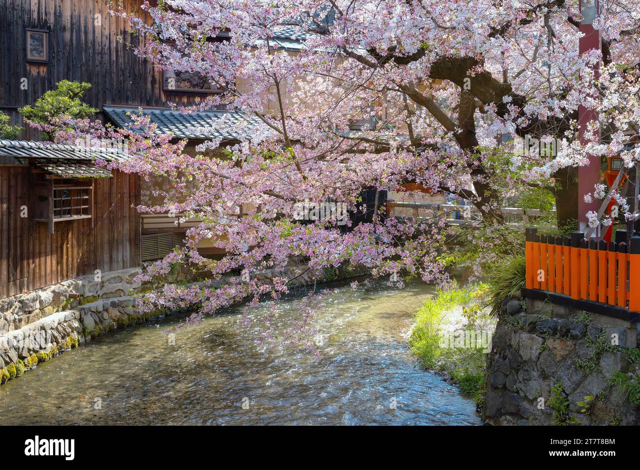 Kyoto, Japan - 2. April 2023: Shinbashi dori ist der Ort, an dem Gion-Ochaya Teehäuser nebeneinander auf der Straße stehen, verbunden mit dem Betrieb von Shir Stockfoto