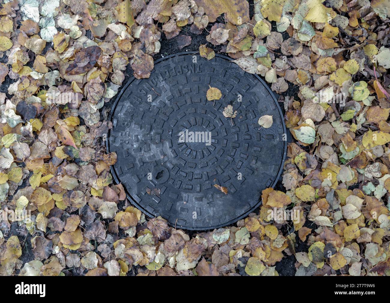 London, Großbritannien - 05. November 2023 - Inspektionskammer oder Mannloch eines Kanalisationssystems zwischen Blättern fallen in Park. Rundgusseisen-Inspektionsabdeckung, Metallmanh Stockfoto