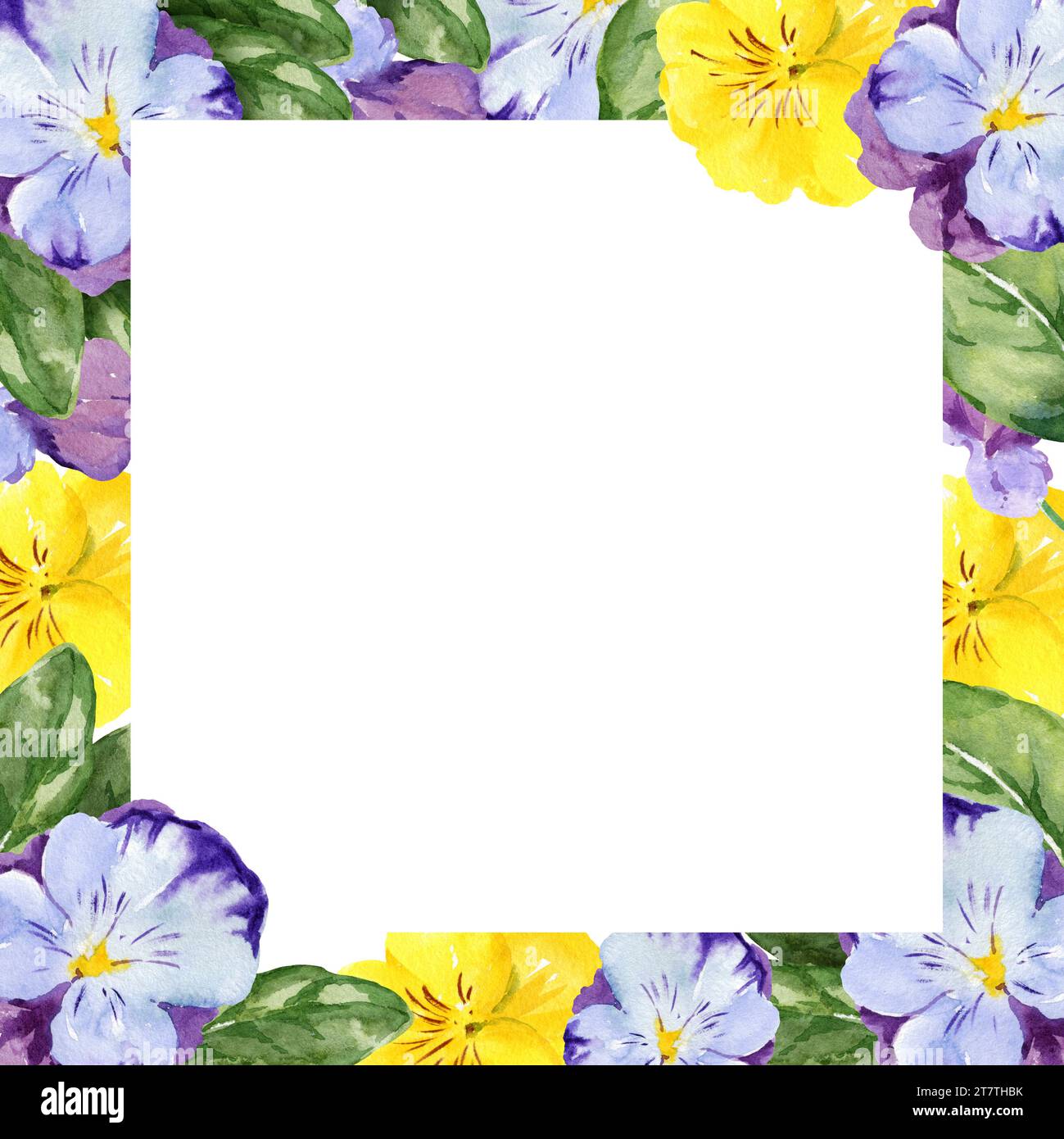 Aquarellquadratischer Rahmen mit handgezeichneten Stiefmütterblumen und Blättern, violetten und gelben Frühlingsblumen, Sommerillustration, isoliert auf weißem Hintergrund. Stockfoto