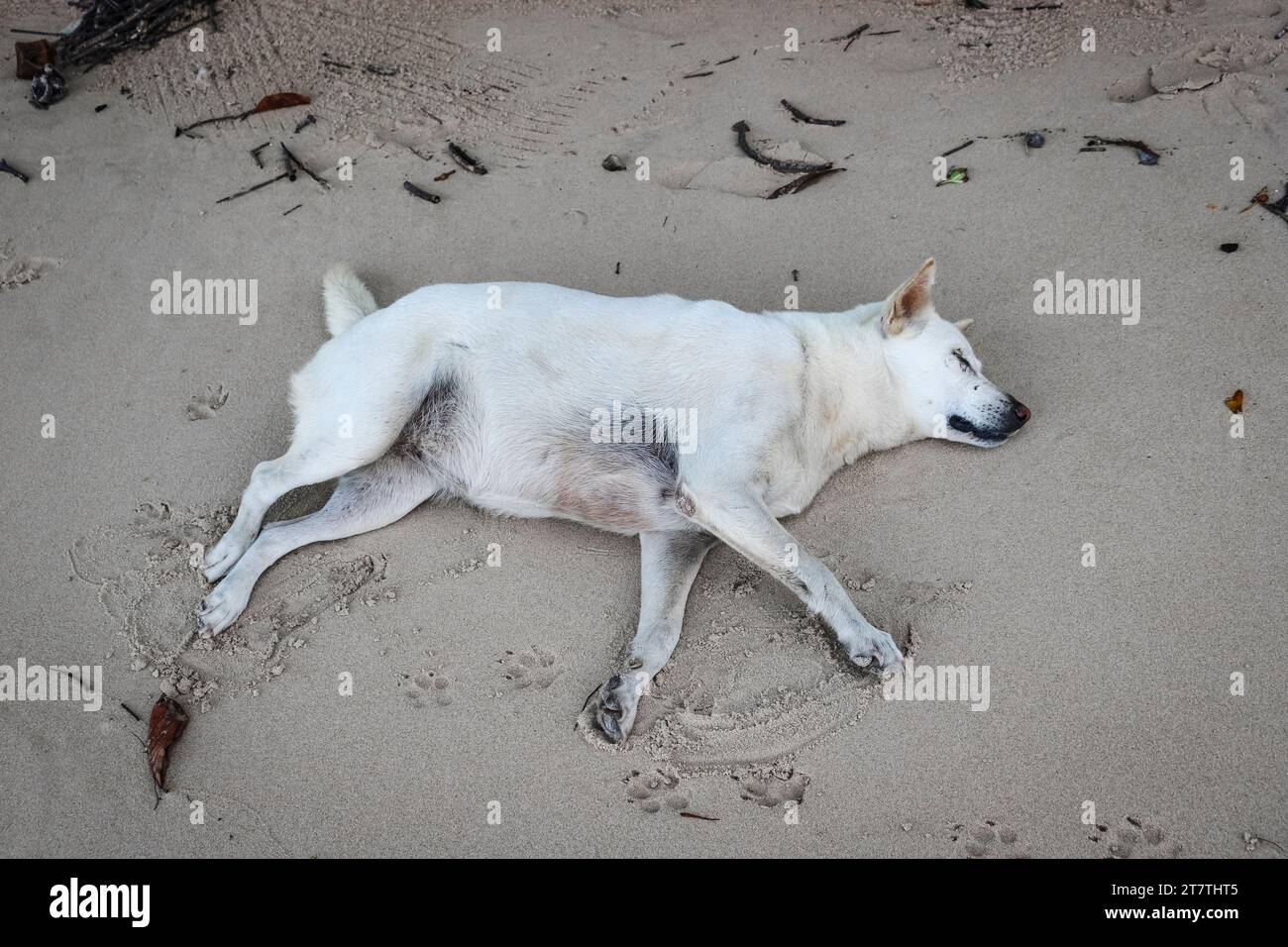 Ein obdachloser weißer Hund liegt im Schatten auf dem Sand und wartet auf die Mittagshitze. Stockfoto
